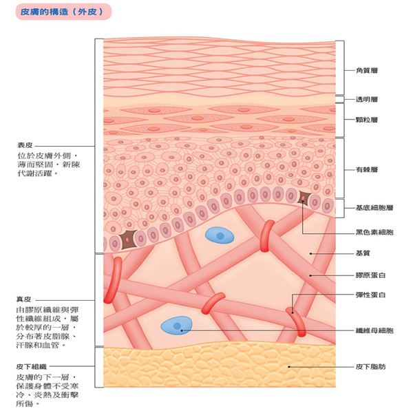 微電流技術 _ 皮膚層